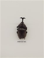 藏品(獨角仙)的圖片